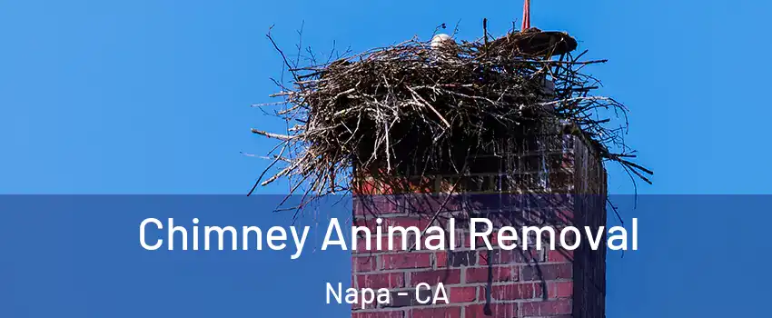  Chimney Animal Removal Napa - CA