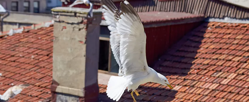Residential Chimney Animal Removal Solution in Napa, CA
